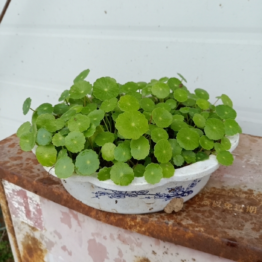 西安宝莲灯盆栽 花