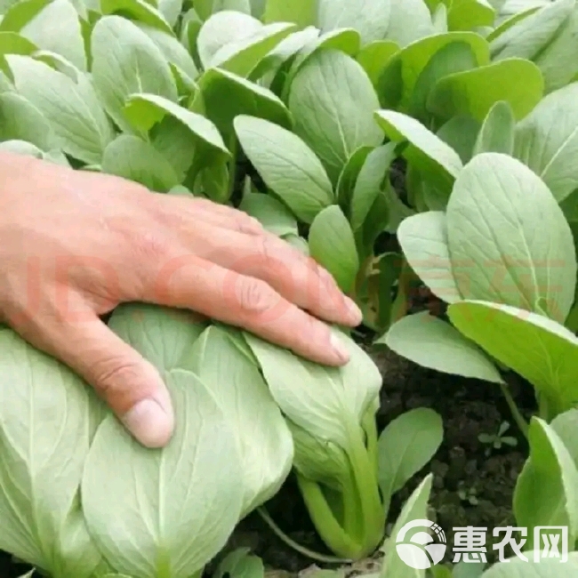 上海青，毛白菜（快菜）