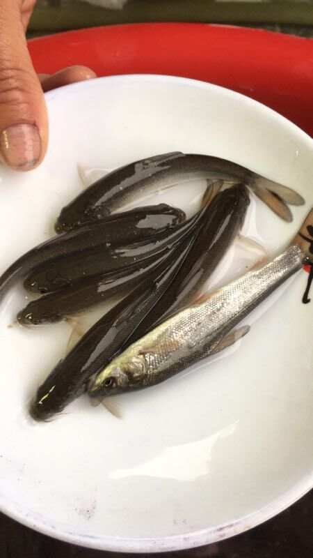 永胜县银鳕鱼苗 我们的鱼苗成活率高，抗病能力强，适应能力强，
