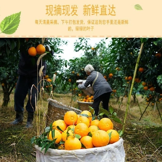 眉山爱媛橙  爱媛38号果冻橙，皮薄无籽，香甜化渣 可以吸着喝的橙子