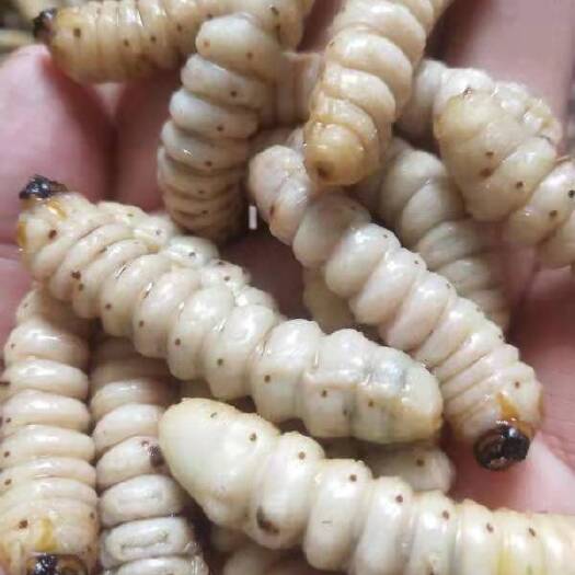 随州 斗米虫
