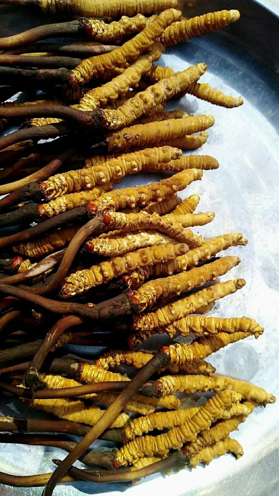 冬蟲(chóng)夏草  阿壩州正宗雪山高原蟲(chóng)草，歡迎各位老板來(lái)電咨詢。