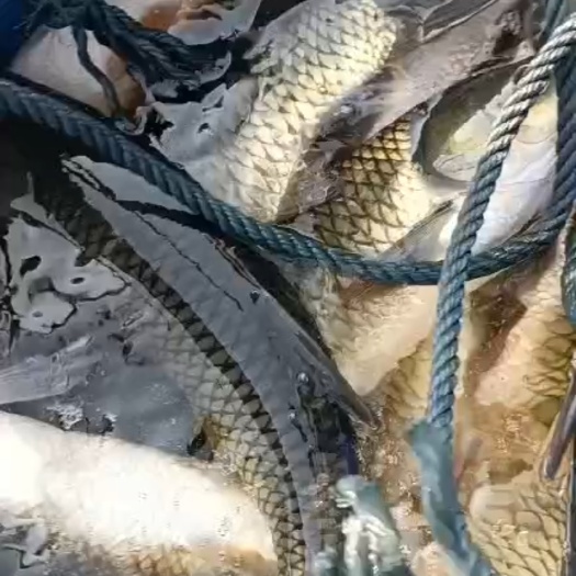 黄金鲩 