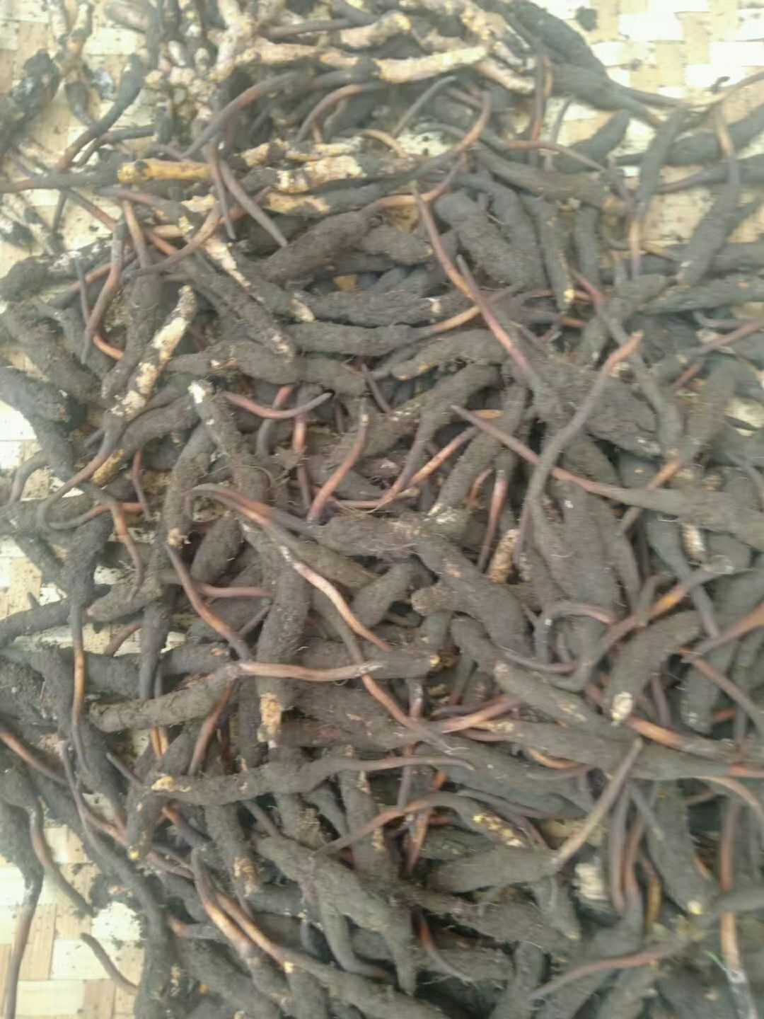 冬蟲(chóng)夏草  阿壩州正宗雪山高原蟲(chóng)草，歡迎各位老板來(lái)電咨詢。