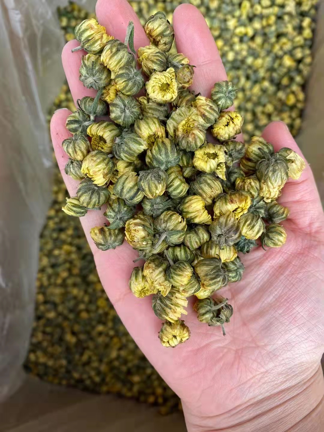 胎菊厂家直销 散装无硫优质胎菊 菊花茶 京胎菊 现货