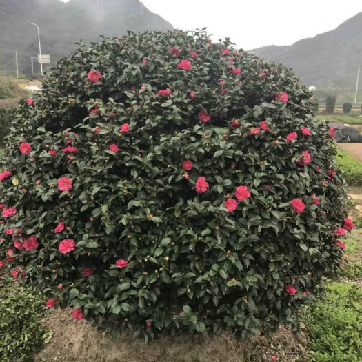 沭阳县茶梅苗子