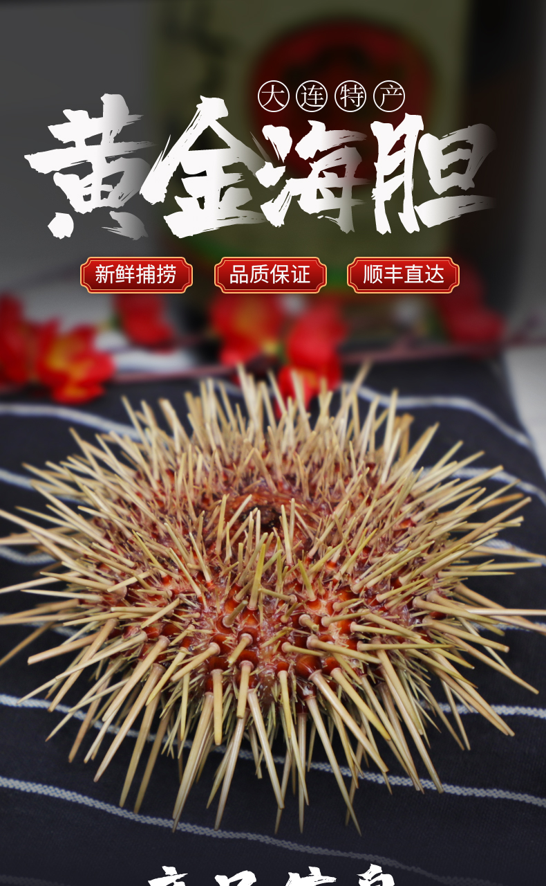连云港 海胆海鲜食材料马胆刺身新鲜生鲜海鲜水产活鲜