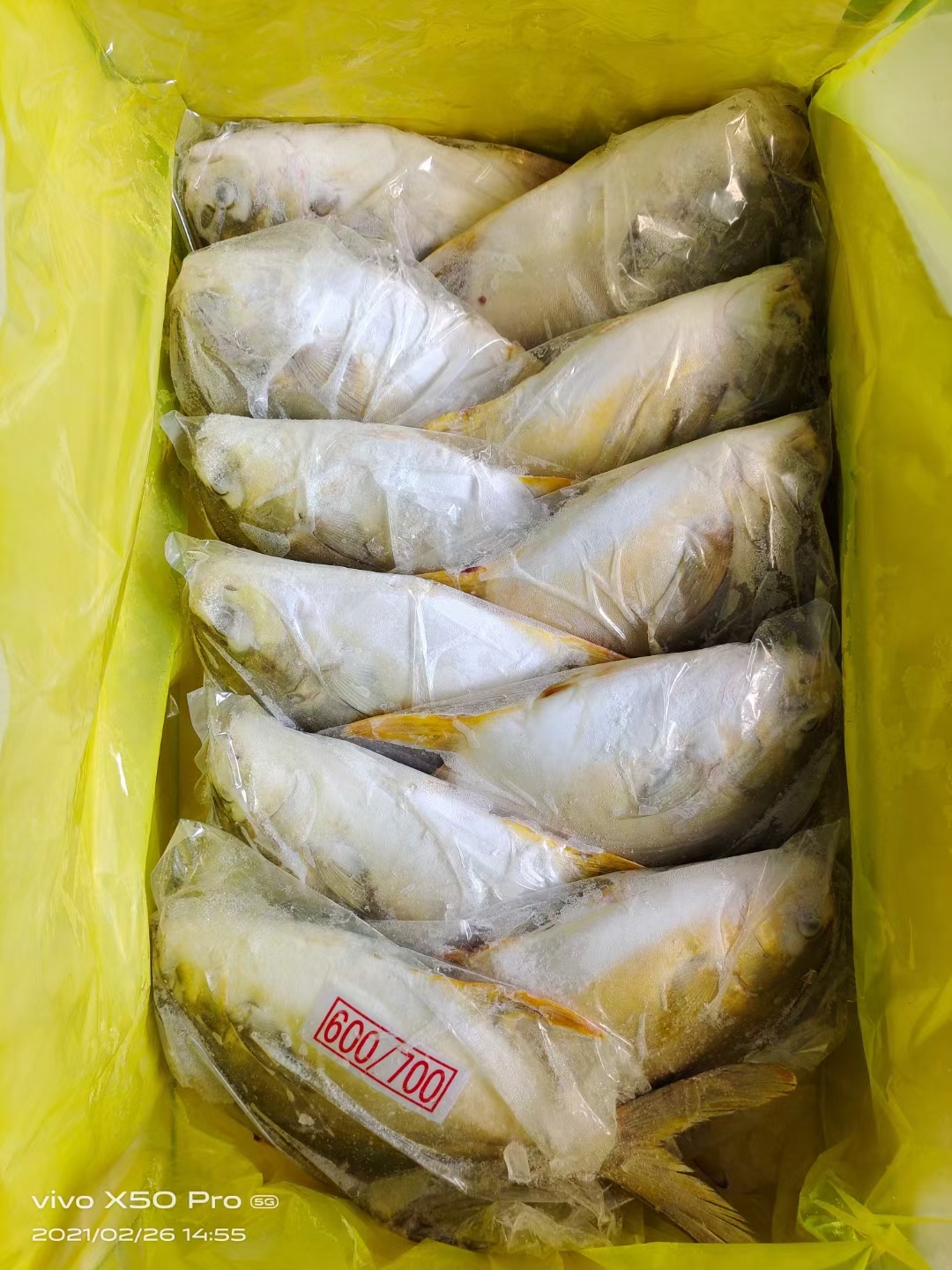 干冰金鲳鱼原料（适合走市场一夜埕鱼干）实时价格请咨询