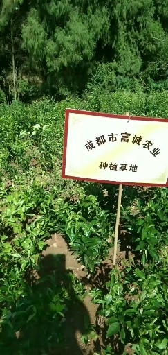 柑桔苗 