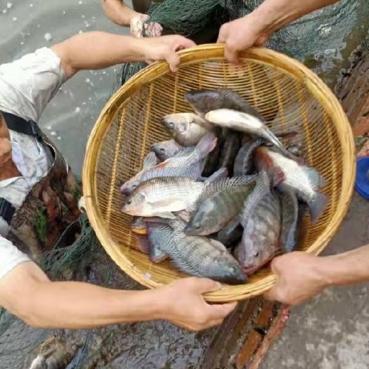 乐山脆肉罗非鱼 荷田罗非鱼