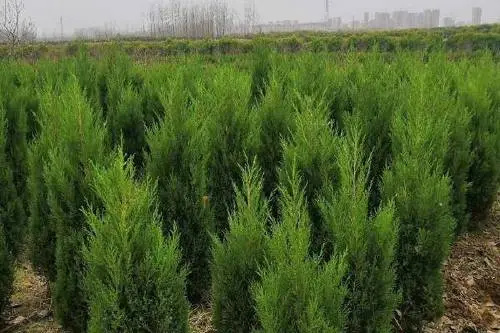 沭阳县蜀柏 30公分至1.5米蜀桧树苗