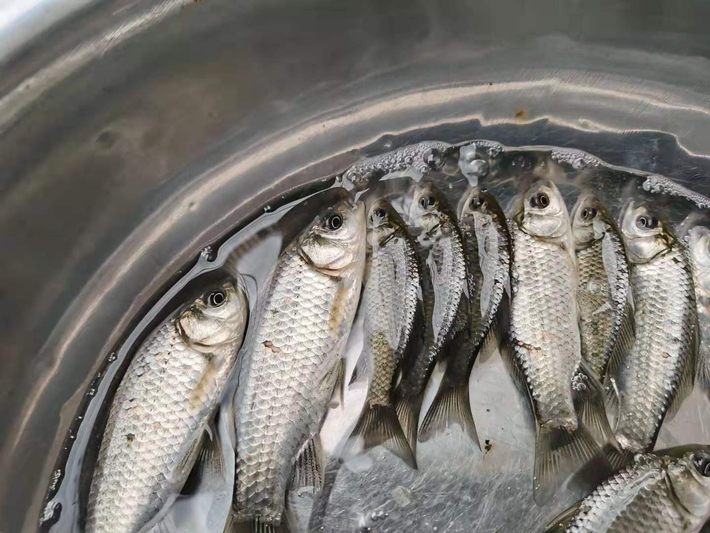 重庆四川草鱼苗  我们的鱼苗成活率高，抗病能力强，适应能力强。