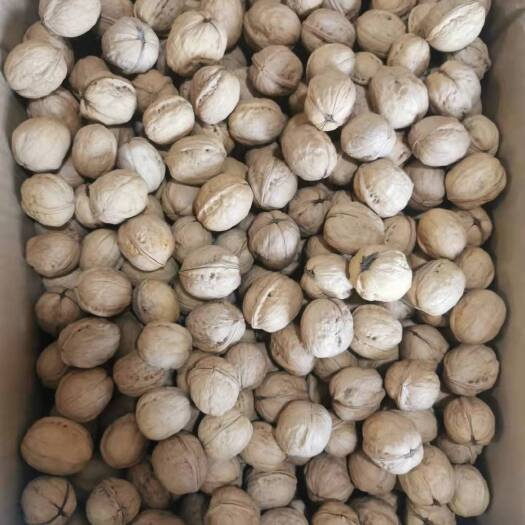 三亚 薄皮核桃