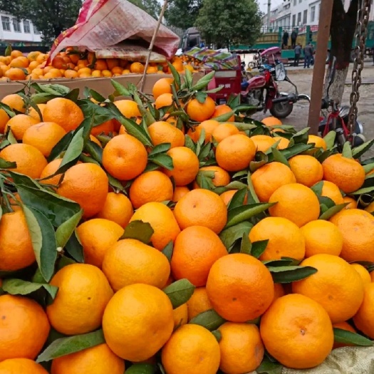 蜜桔  精品蜜橘大量市