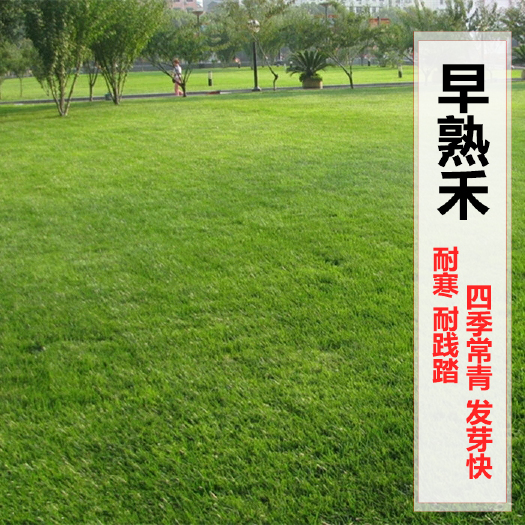 沭阳县早熟禾草坪种子草籽草种耐寒北方东北适用园林冷季型草子种
