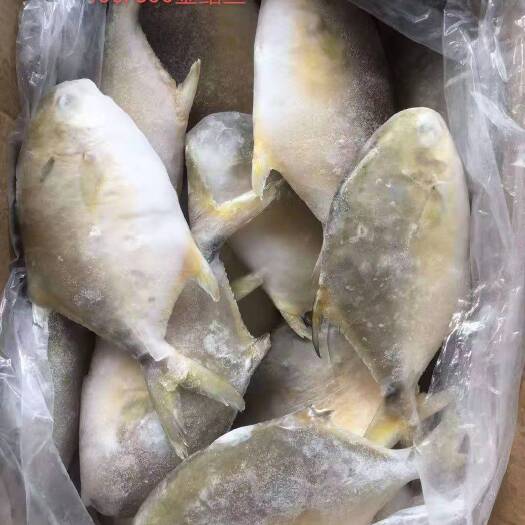 深圳鲳鱼 金鲳