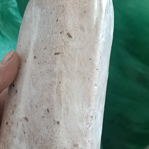 岳西县 茯苓菌种