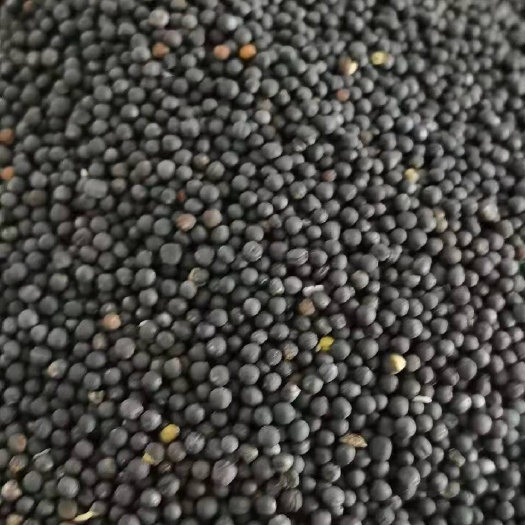 呼伦贝尔大量供应内蒙古呼伦贝尔高含油油菜籽