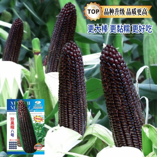 黑玉米种子  黑珍糯八号玉米种子，好吃好种，大棒高产，受市场欢迎。