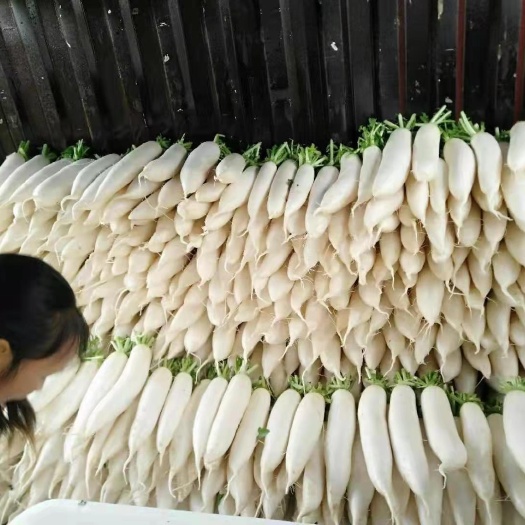 昭通 白萝卜，统货精品量大