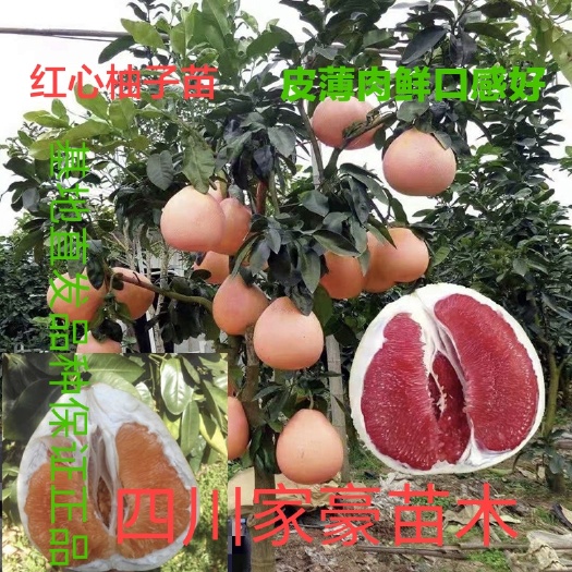 苍溪县蜜柚苗  基地现挖现发 蜜柚嫁接苗 保湿发货保证品质