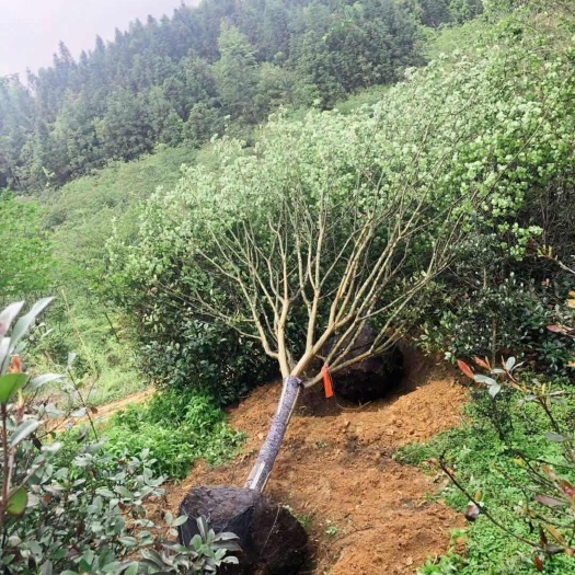 湄潭县大花紫薇 紫薇