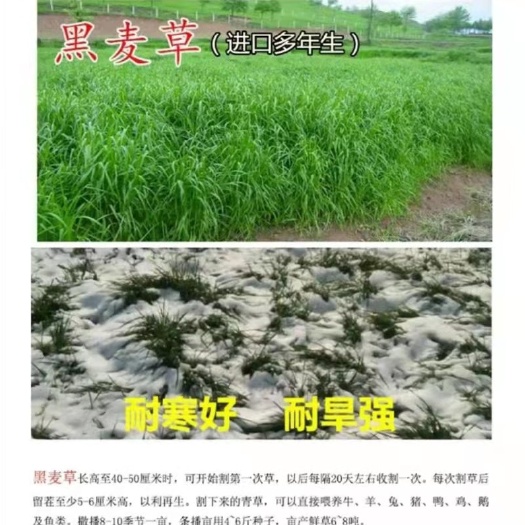 嘉祥县黑麦草种子   黑麦草