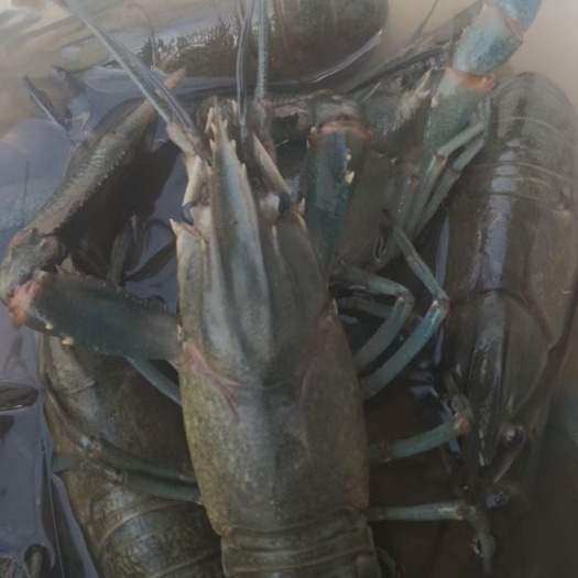 上海 澳洲淡水龙虾