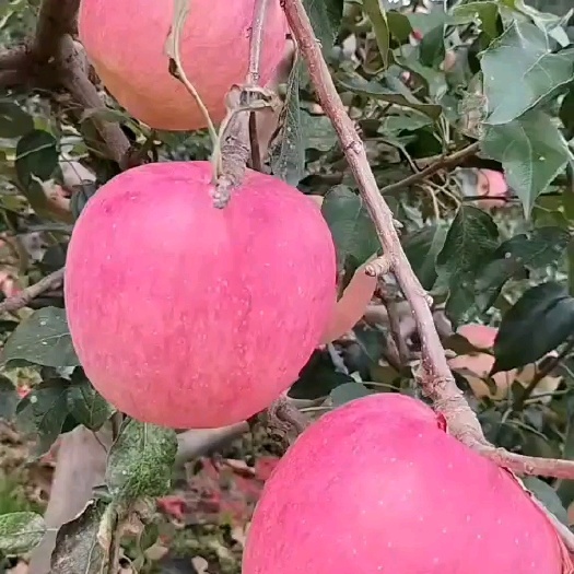凌海市山地阳坡寒富苹果皮薄肉厚口感好