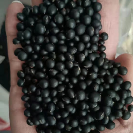 临沂青仁黑豆  黑豆（黄芯，绿芯，大粒，中粒，小粒）