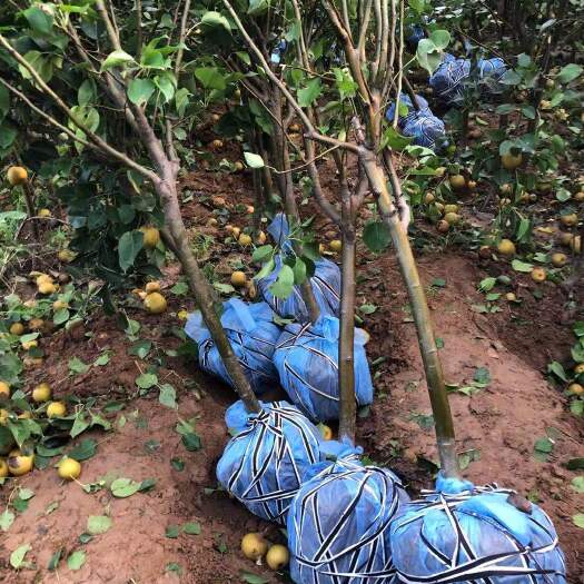 泰安 3公分秋月梨树苗