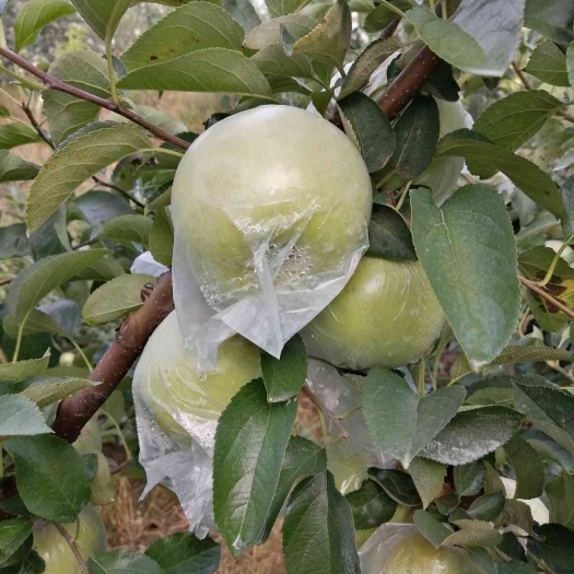 沂源县苹果树苗  日本名月苹果，青苹果，