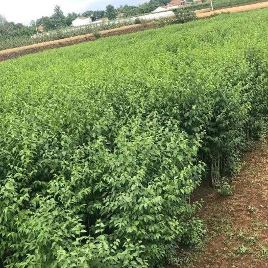 营山县南北方种植杜仲苗 根系发达  易成活