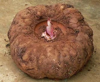 恩施市主营 花魔芋鲜货  魔芋干片  魔芋种子