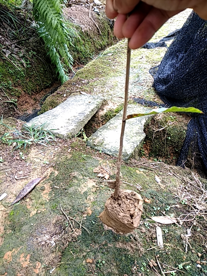 洪雅县麻栎苗(青冈苗)橡树苗无纺布袋苗