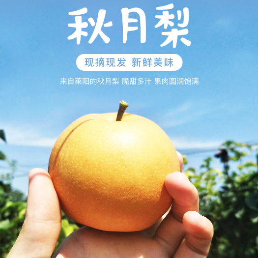 长沙爆汁秋月梨  普通包装  礼盒包装