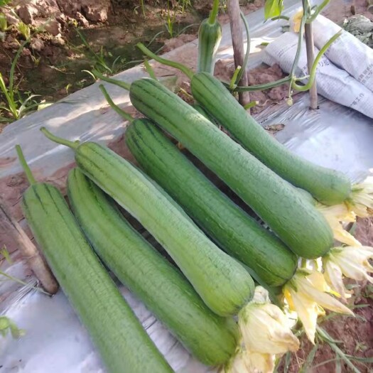 会理市肉丝瓜  精品丝瓜，茄子
