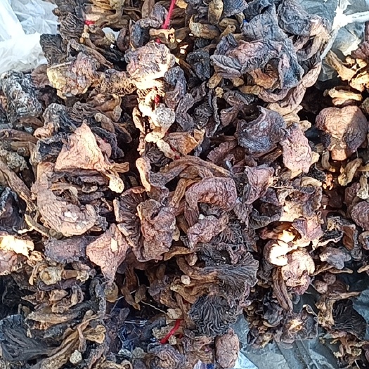 喀左县蘑菇  红蘑 大头颜色差点 个头大点