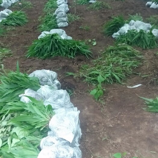 镇安县紫花白芨苗 纯紫花白及苗成活率90%以上想种的户请联系