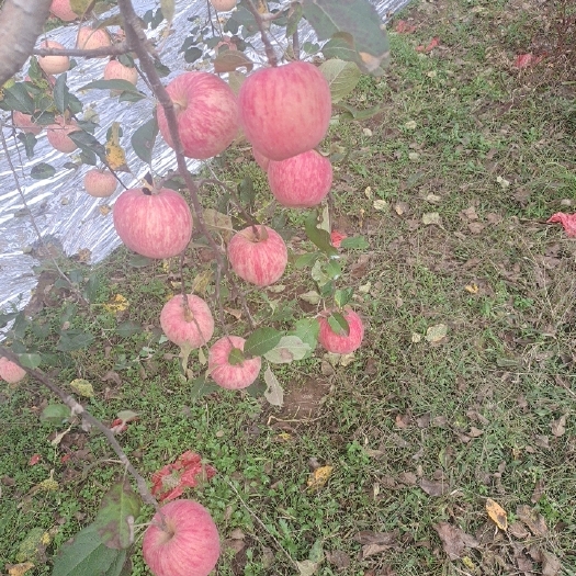 庆城县红富士苹果 庆阳红富十苹果