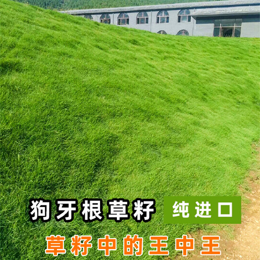 沭阳县狗牙根种子  狗牙根草籽耐热耐旱耐践踏球场别墅公园草坪种子护