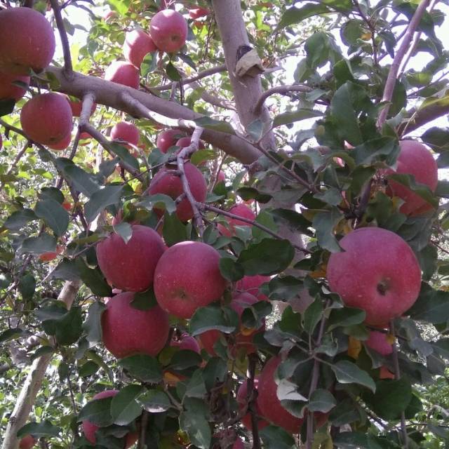代办新疆阿克苏市红旗坡，五团，六团，冰糖心苹果，一手货源品质