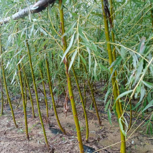 黄金柳，大量有货