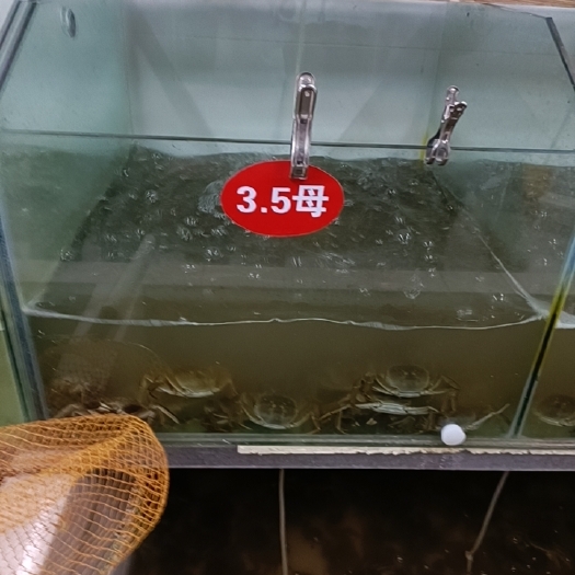 南京 固城湖大闸蟹