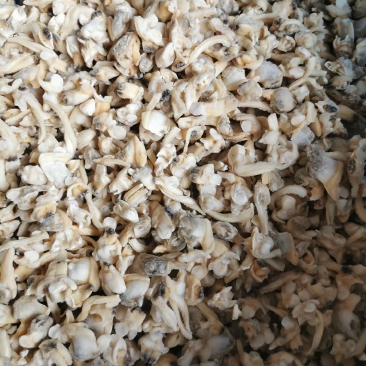 东港市花甲肉饲料虾饲料水产饵料花蛤肉饵料