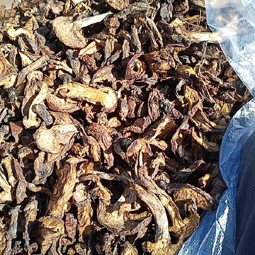 喀左县蘑菇  黄蘑条 松蘑条 颜色发暗 颜色差点夜市新货