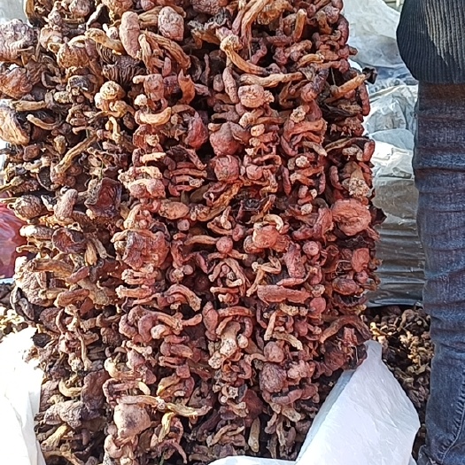 喀左县蘑菇  小丁 颜色好 个头均匀