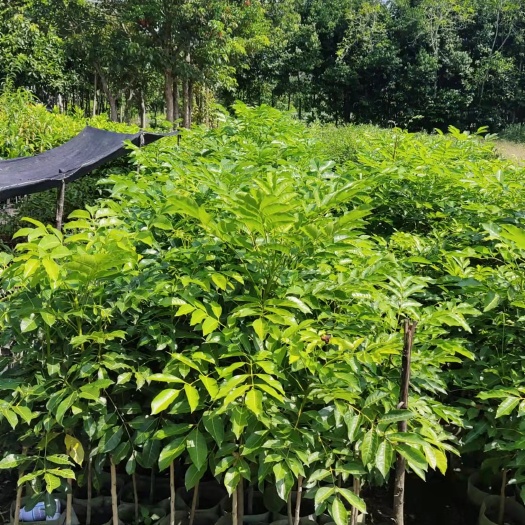 普宁市1.5公分头 黑橄榄苗（20*20布袋）