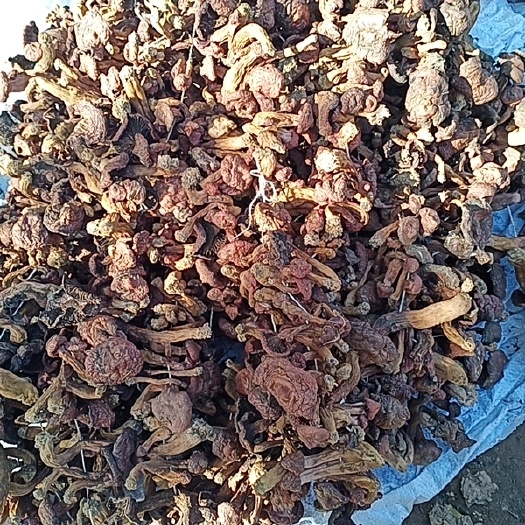 喀左县蘑菇 大路货 大小都有点 颜色可以