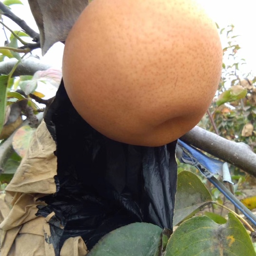 睢县 晚秋黄梨  个大  核小   糖分高   润肺